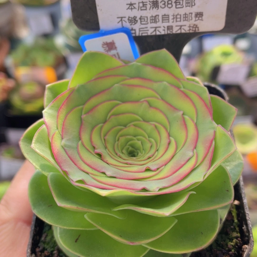 慕可新年福利001一物一拍