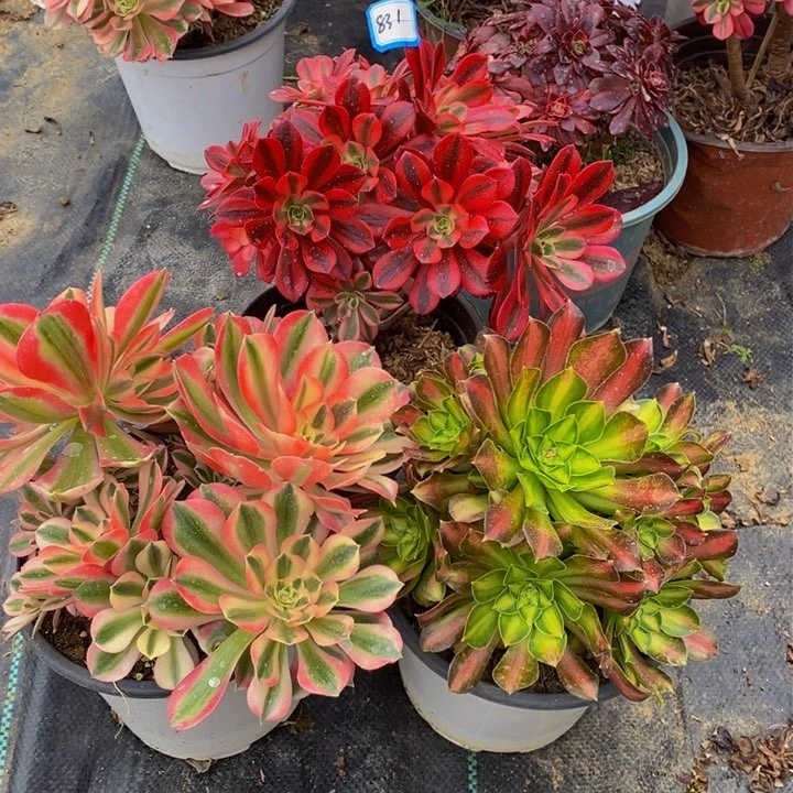 831粉女巫，美杜莎，韶华多肉