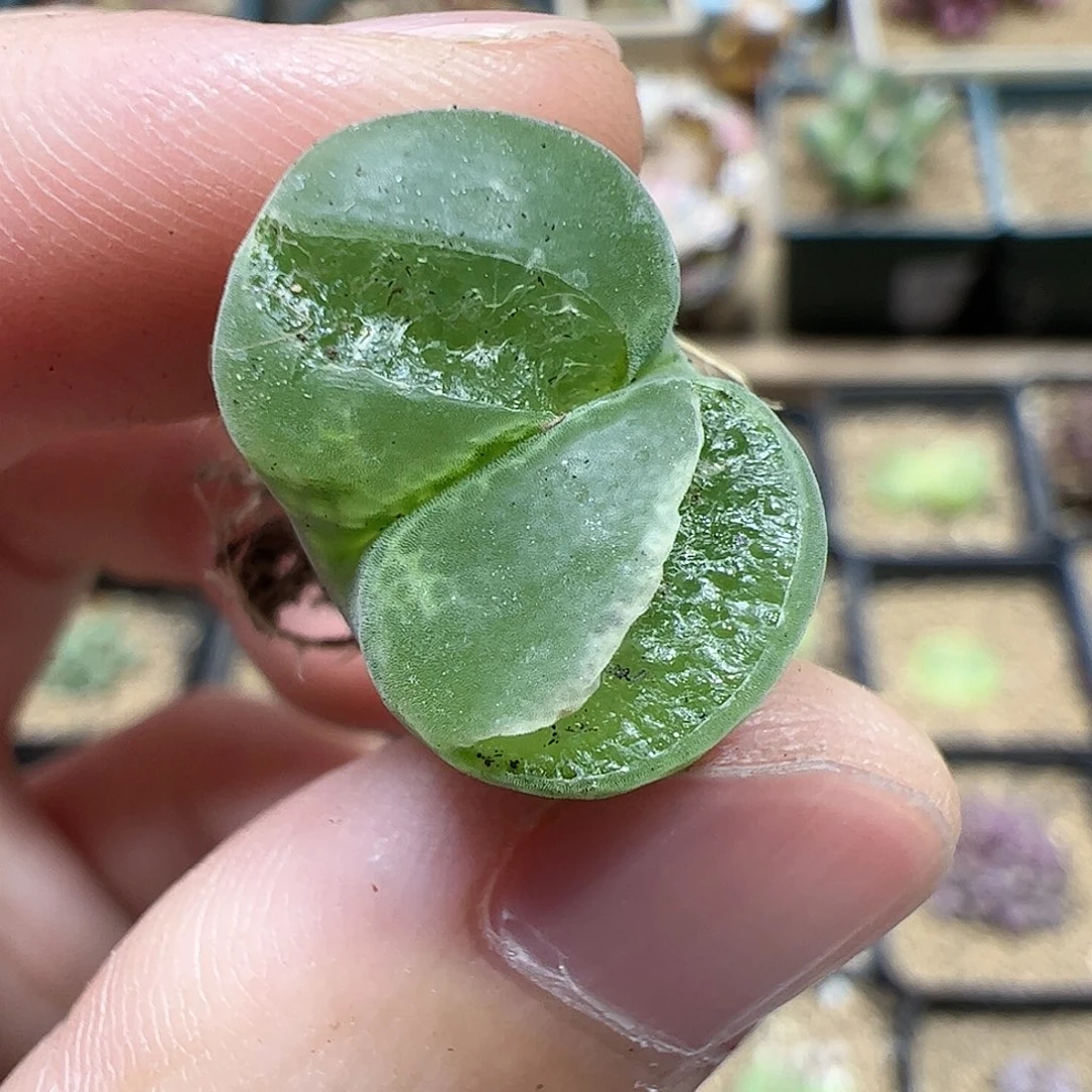 【闪购商品】270 开播福利