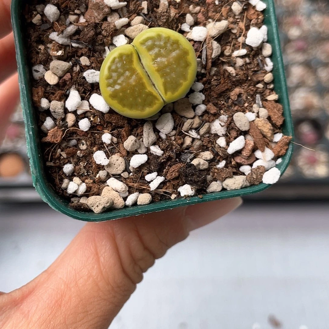 5107大棚清仓甩卖了