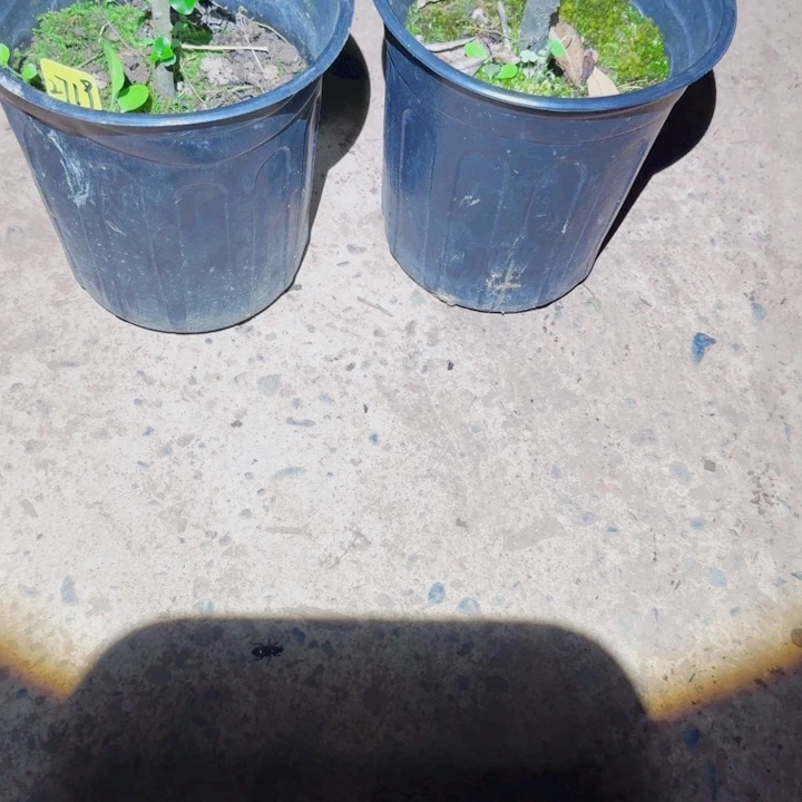 顺***?金蛋子品种苗嫁接