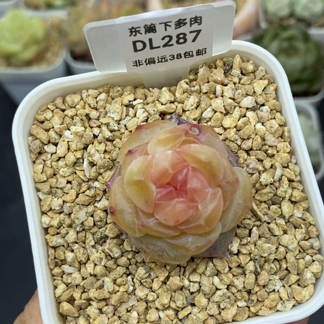 287东篱下多肉植物盆栽