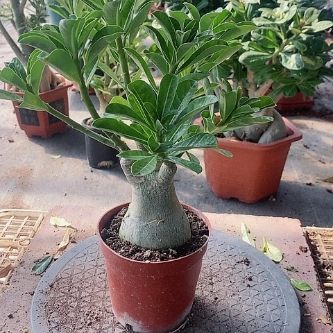 【闪购商品】无花朵红****0