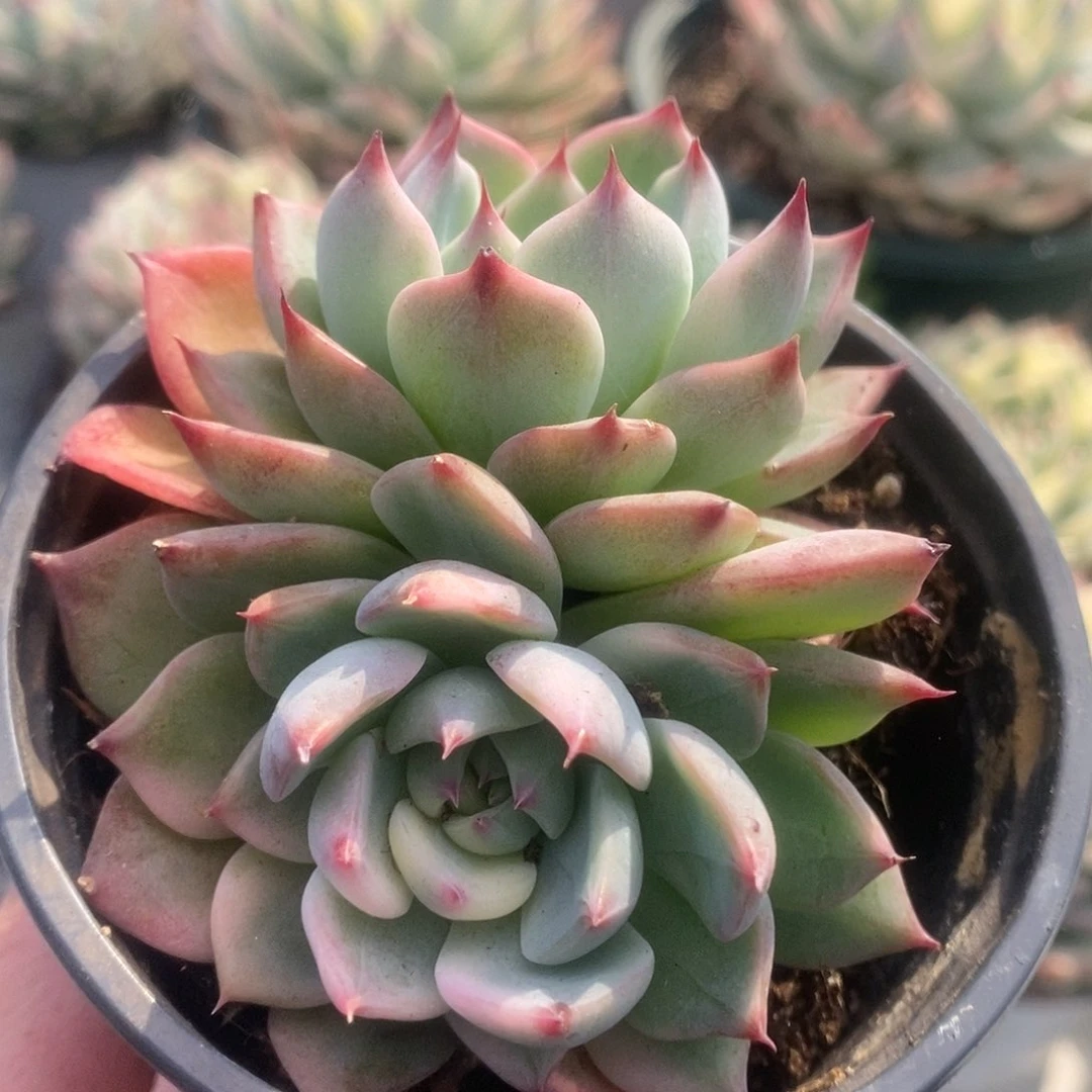 136锦锦锦锦锦锦锦锦