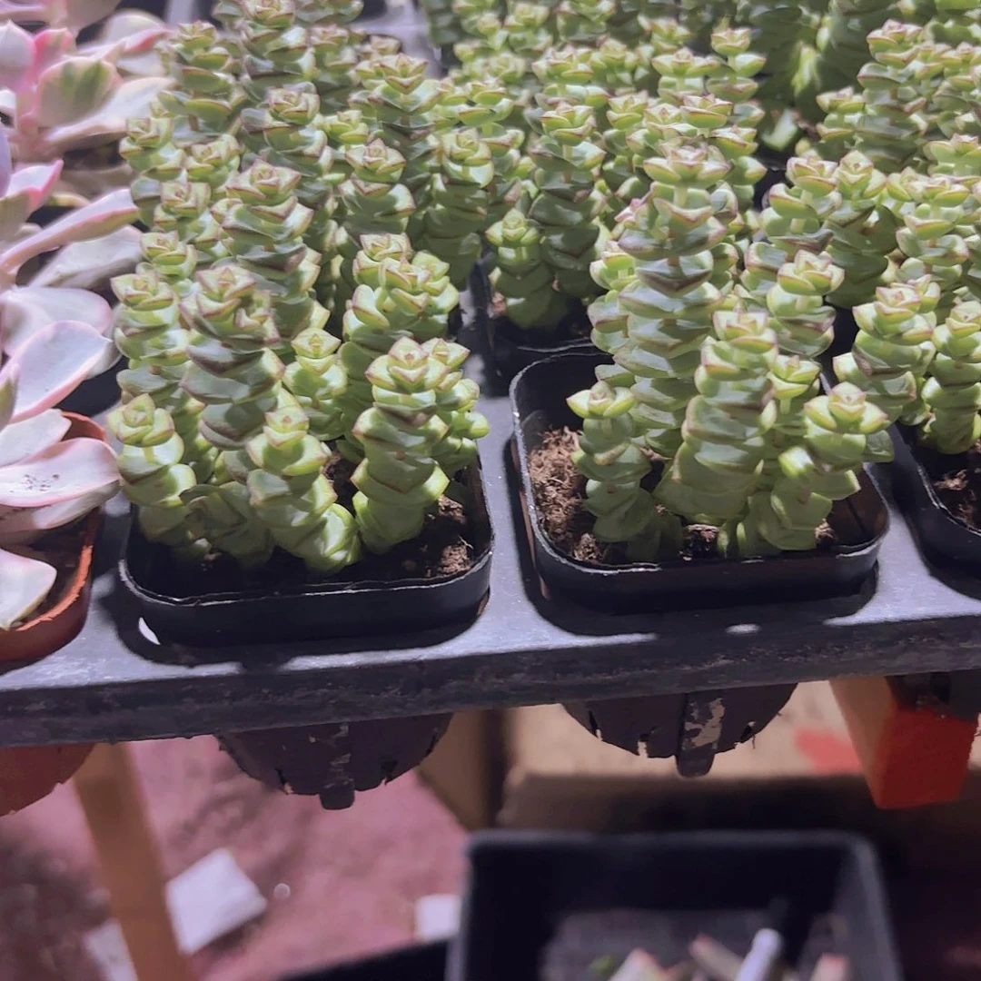 精品钱串多肉植物