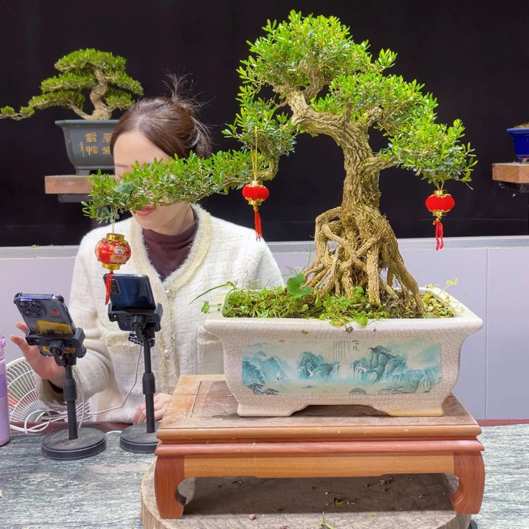 四季常青老桩黄杨盆景