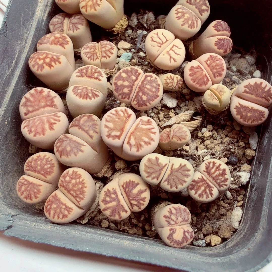 你说是谁在的呀怎么样282