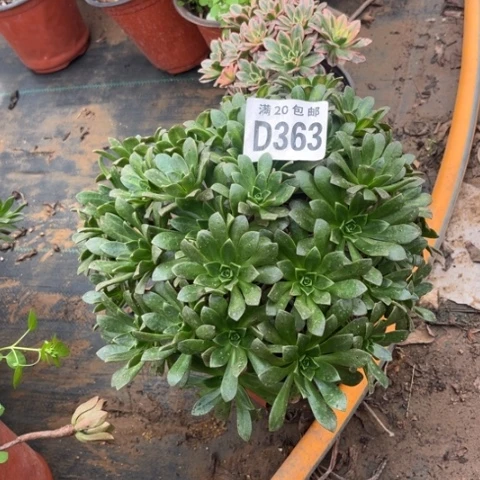 363绿茶不包断枝