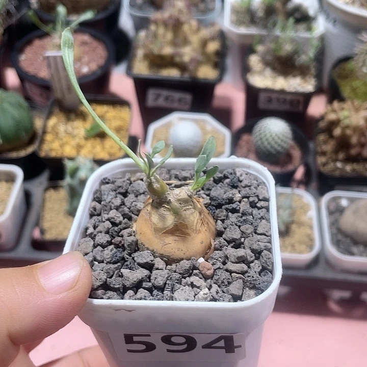 594产地开普敦厚墩菊