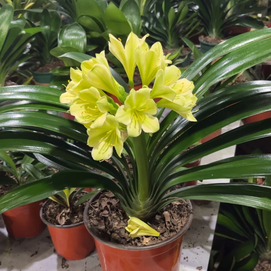 当前无花栽培后可以开花