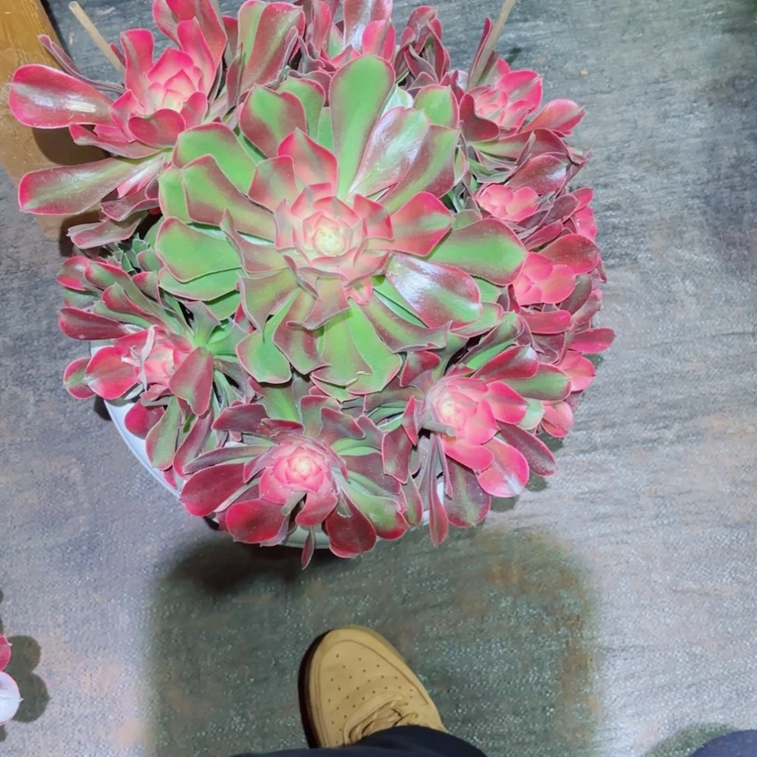 云南多肉植物香妃