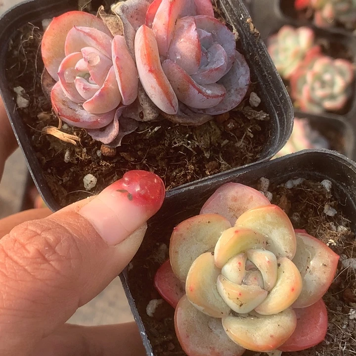 我***傲一物一拍。泡芙。 布鲁兰双