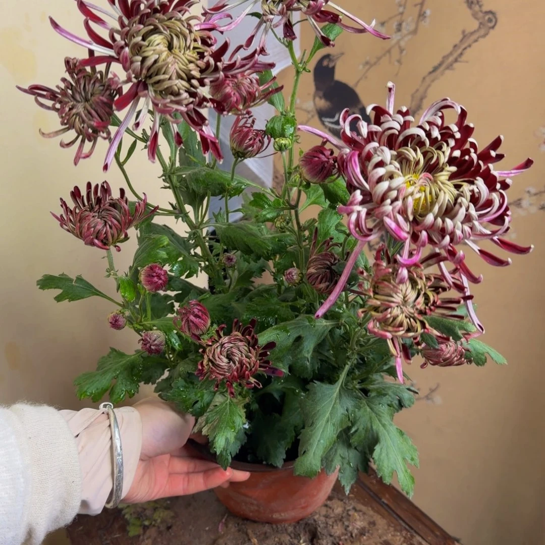 完全开放E1111111