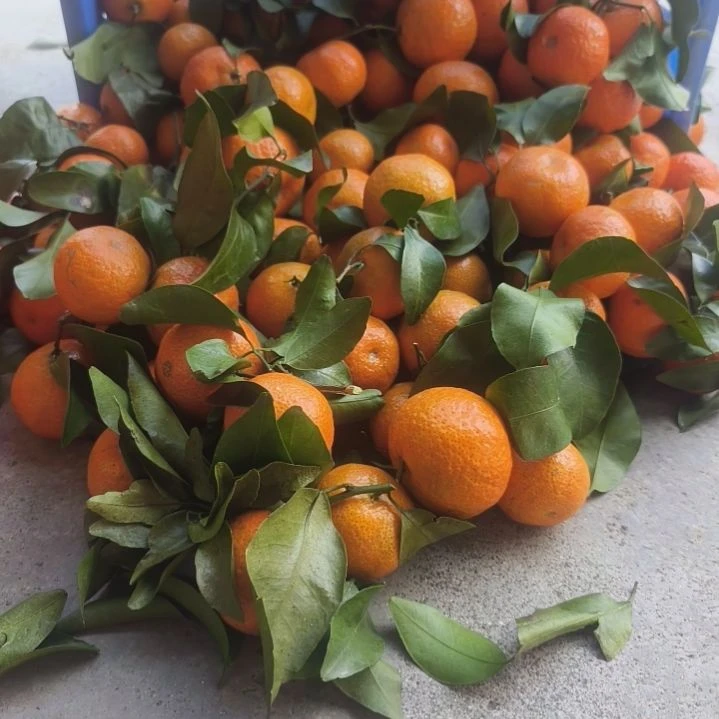 沙糖桔正宗广东高山沙糖桔，无子薄皮爆汁甜过初恋