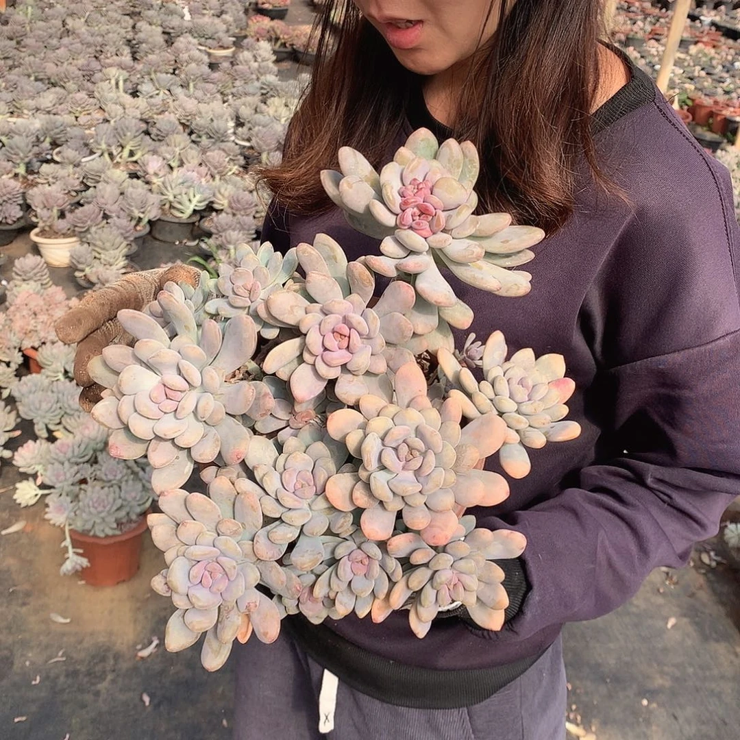 美人手指15米 年底福利