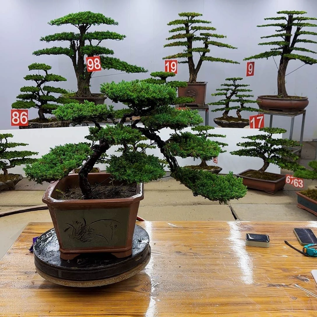 无花朵盆景直播间一物一拍
