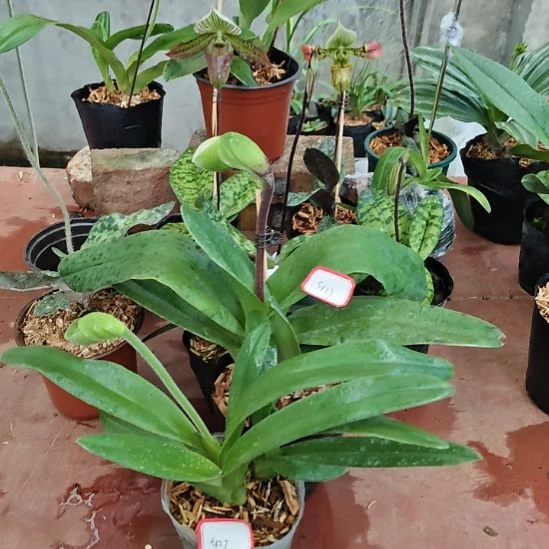 完全开放带花苞发货