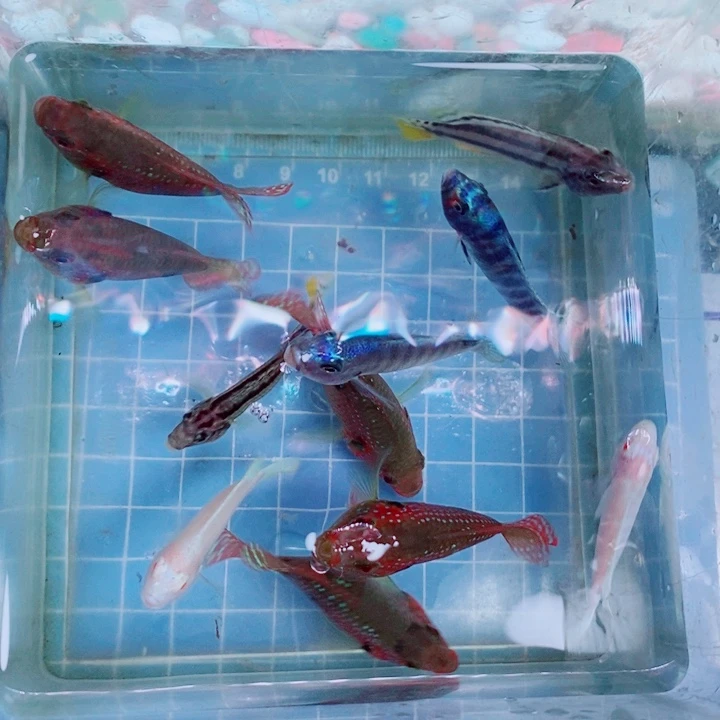 二***长红宝石鱼三湖慈鲷超级好看