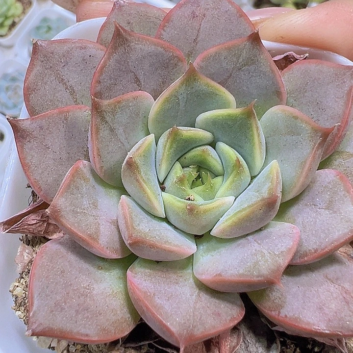 夏梦19包邮多肉植物