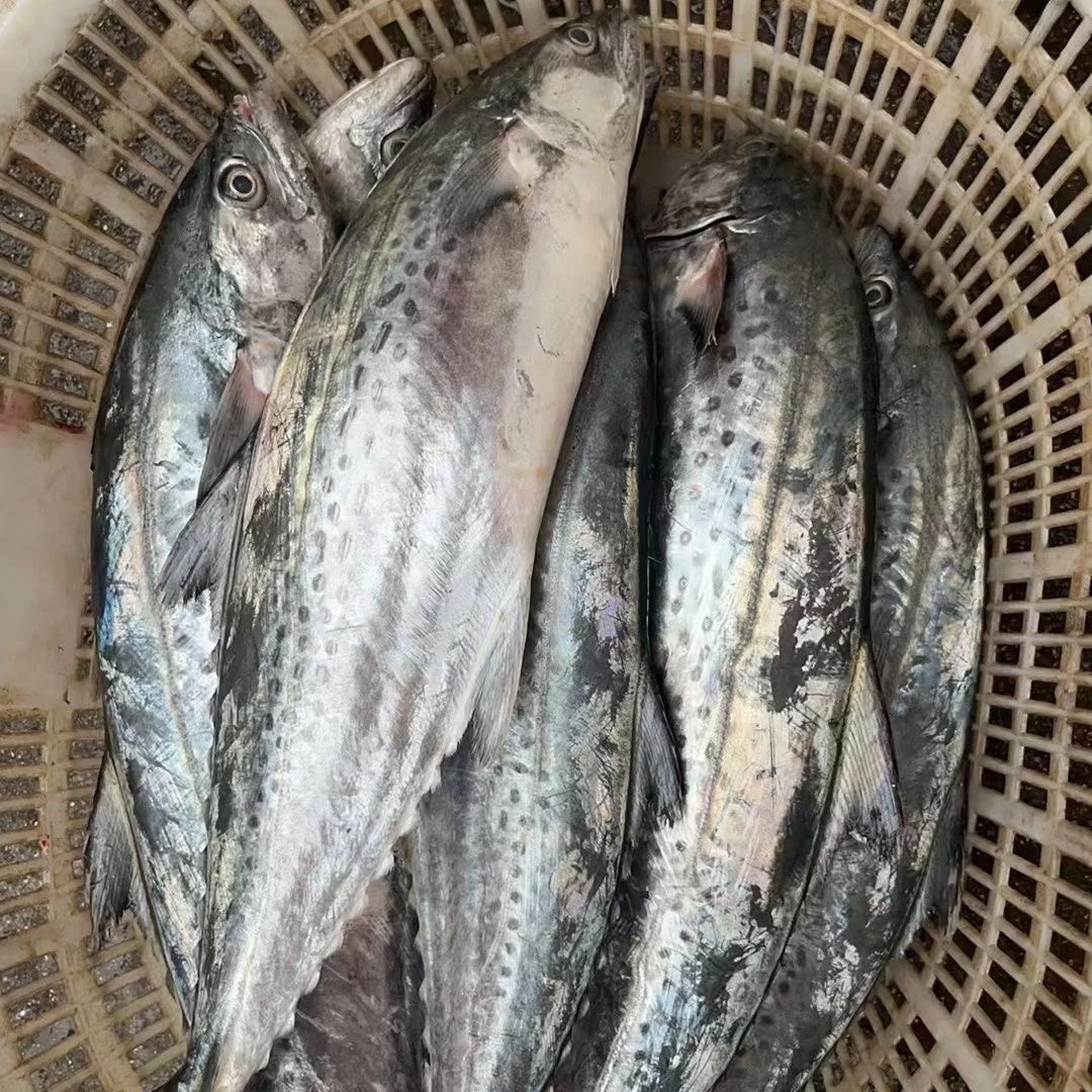 广东潮汕本港马鲛鱼