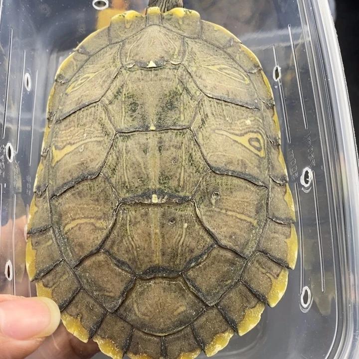 巴西彩龟母6666666