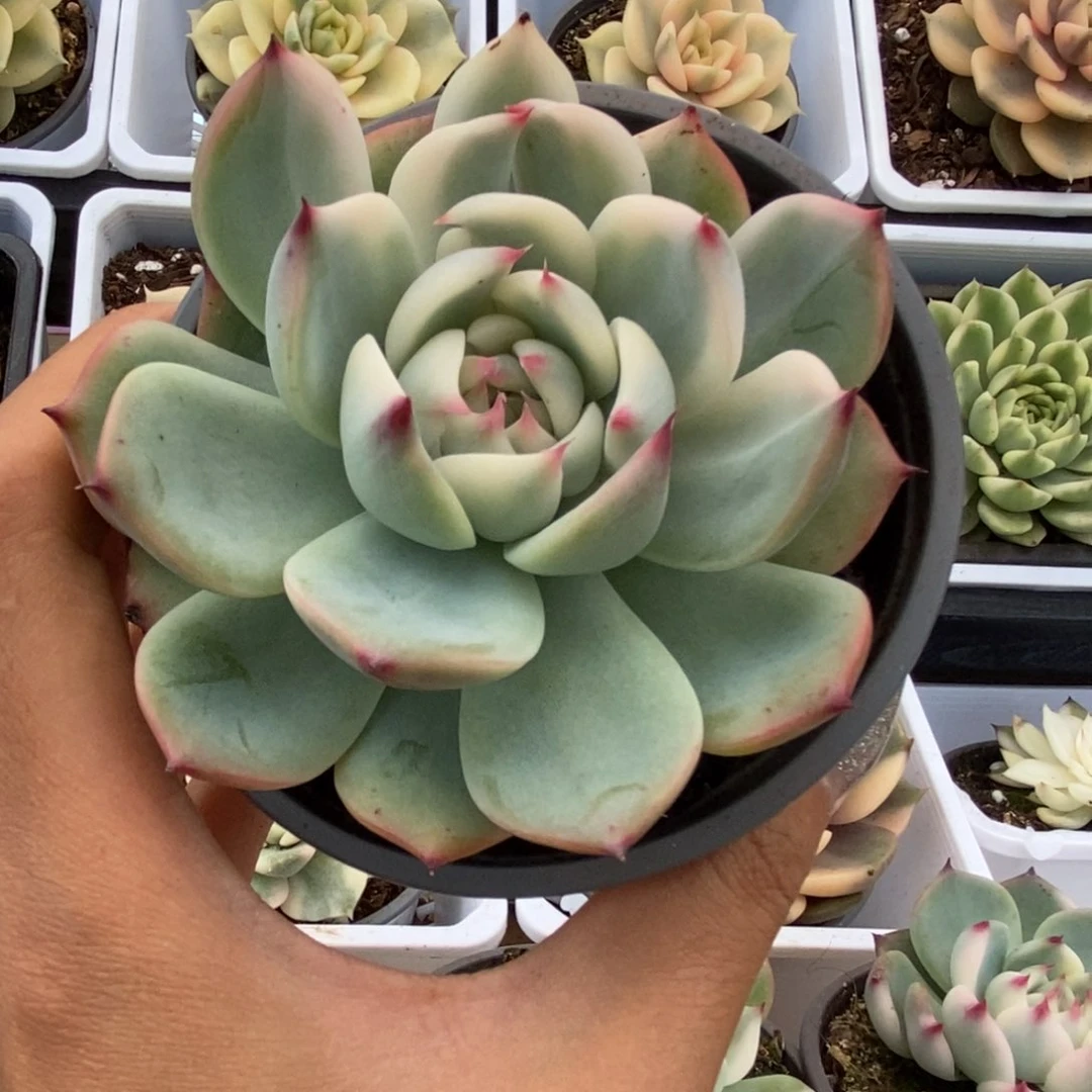 027锦锦锦锦锦锦锦