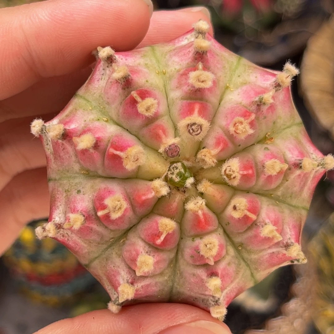 粉白龟甲轮回 米哈仙人球