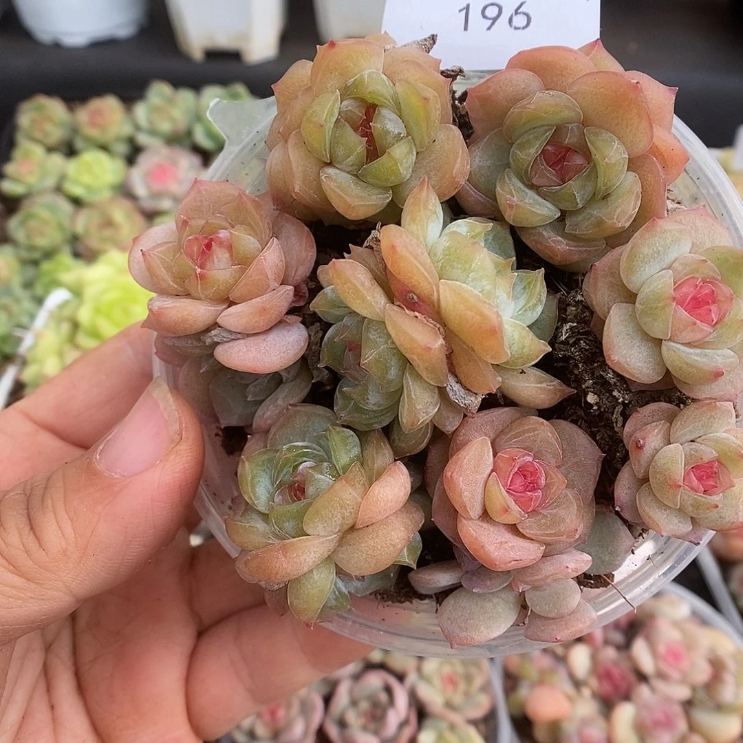 一物一拍一物一拍103-196