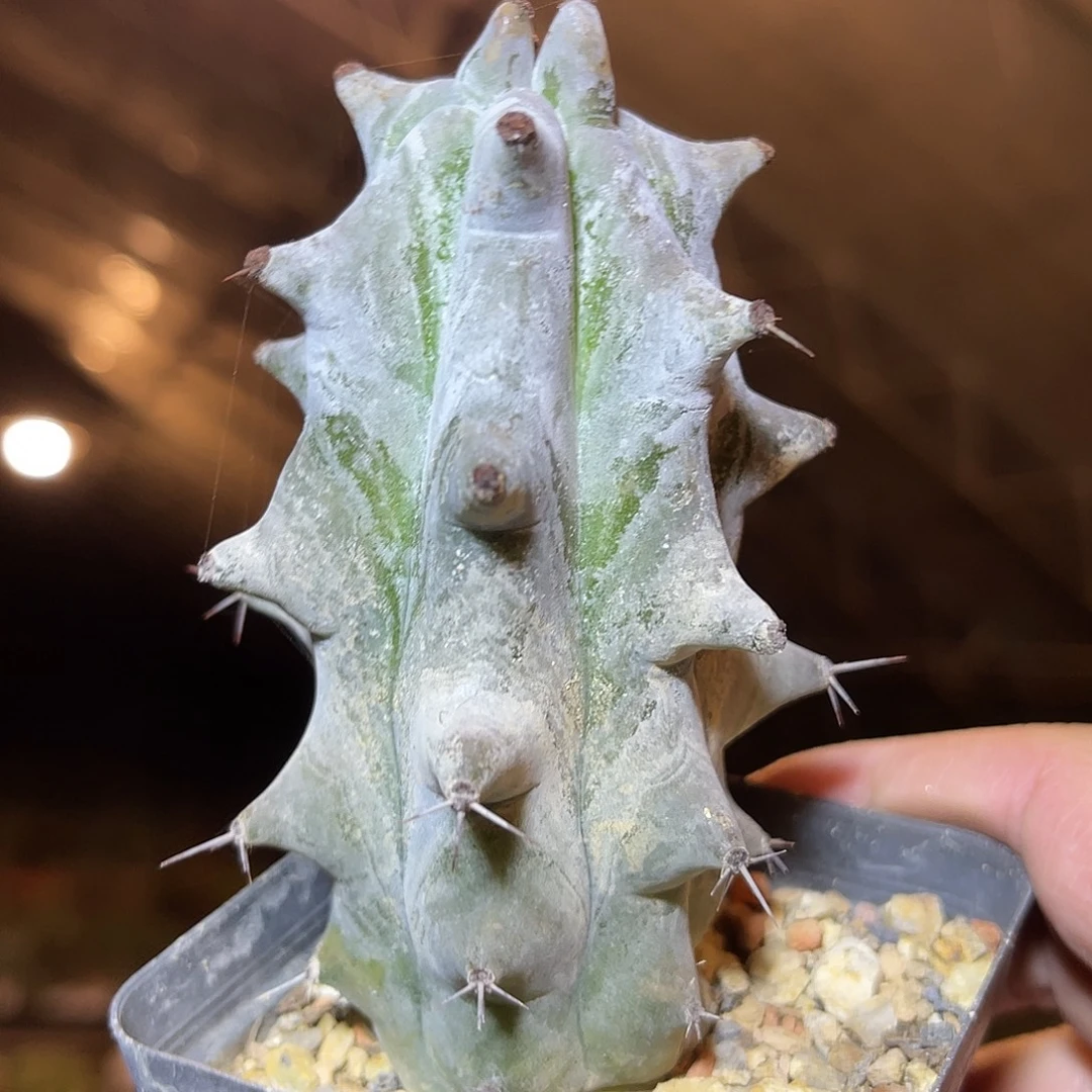雷斧阁仙人柱一物一拍下单包邮