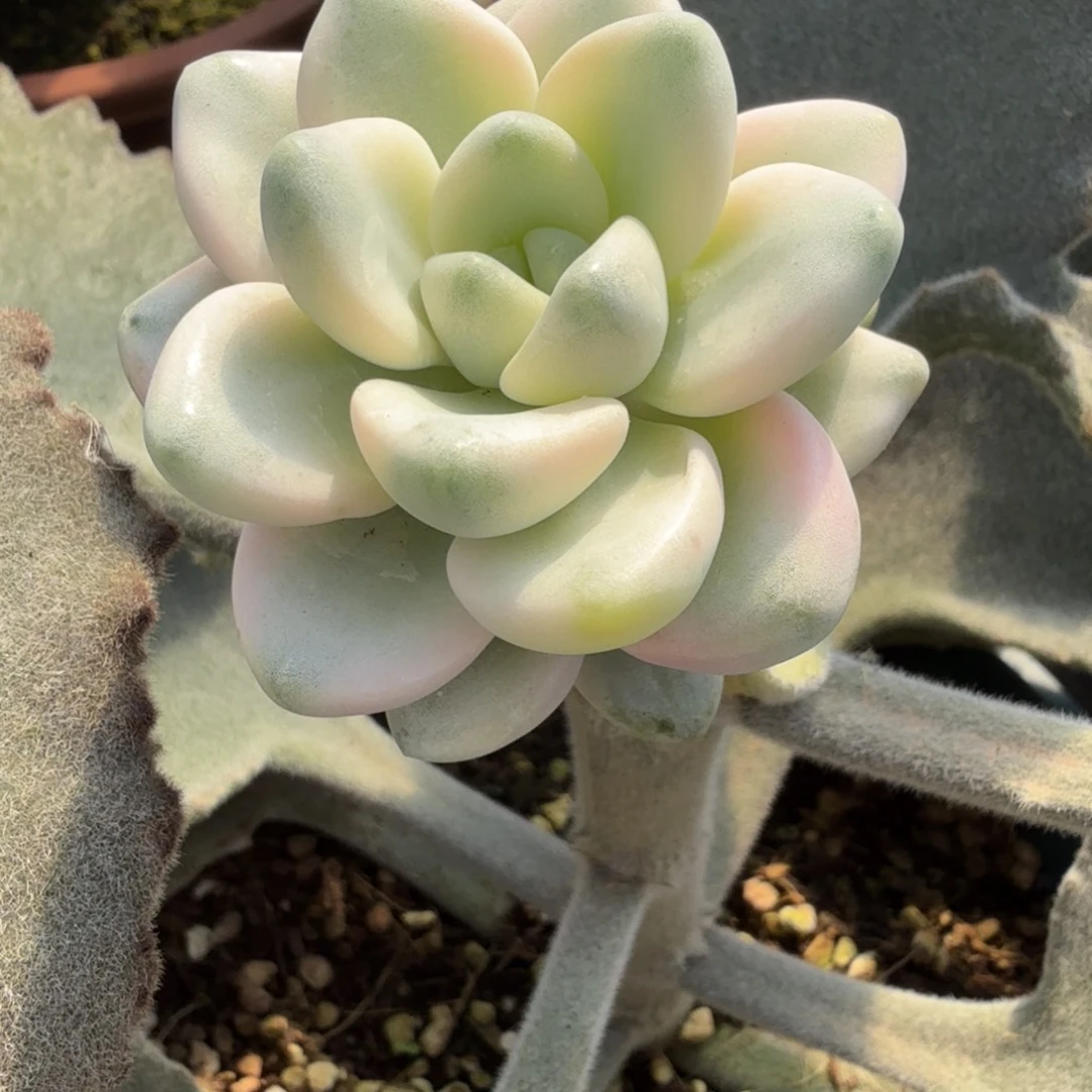 花斑鹿 安吉园艺锦锦