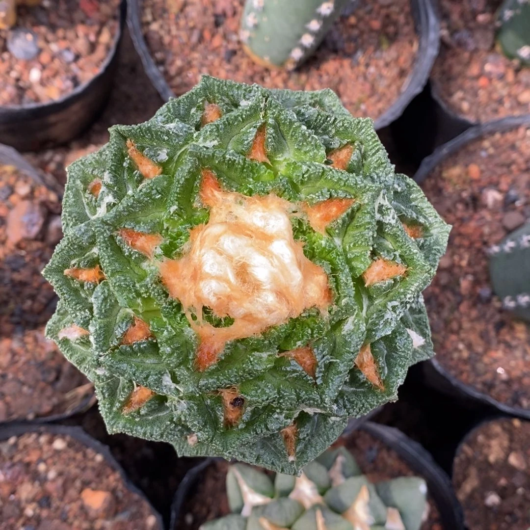 嫁接深割辛顿9.7cm