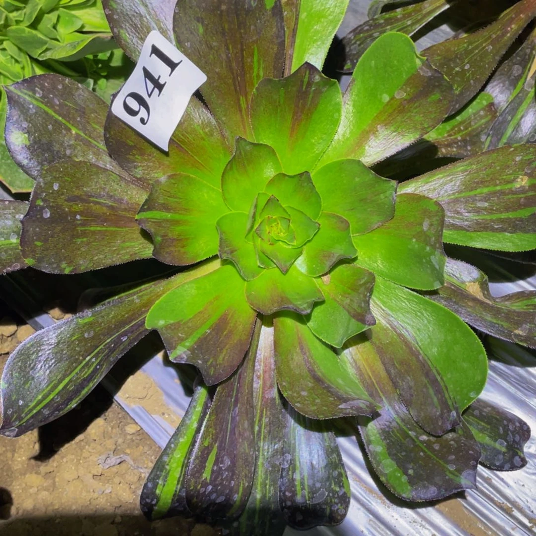 无毒花脸花斑鹿多肉植物941