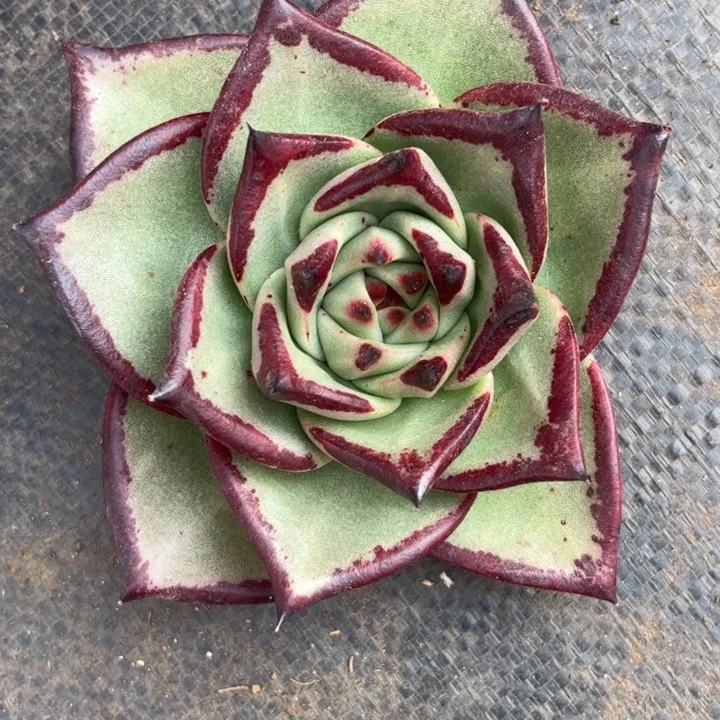 大宽叶头盖11111111