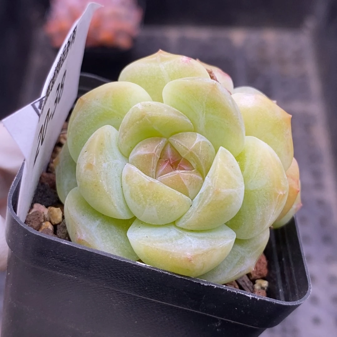 【闪购商品】20-38蜡像