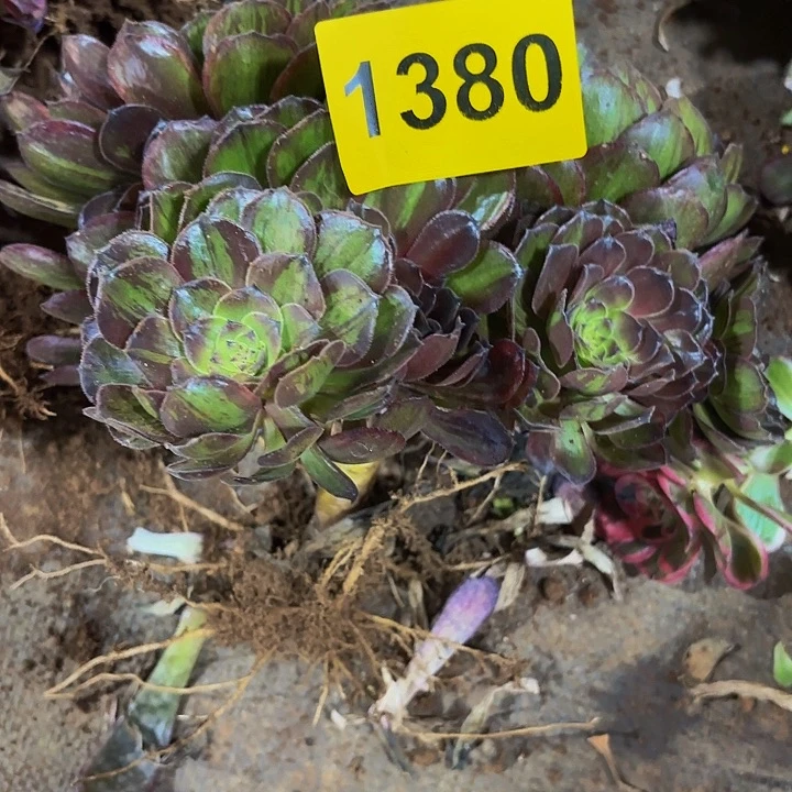 用***8多肉植物福利活动1380