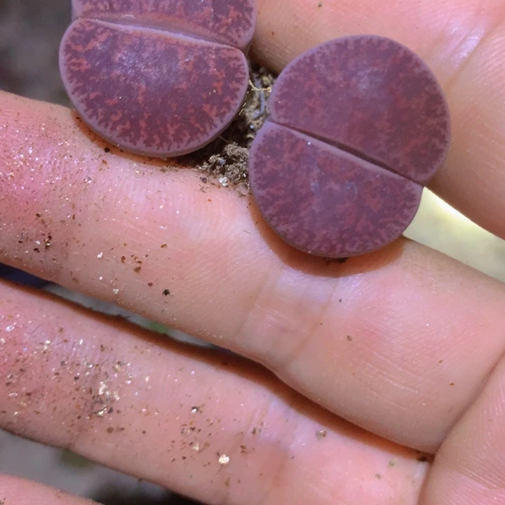 4888899999969666665889658