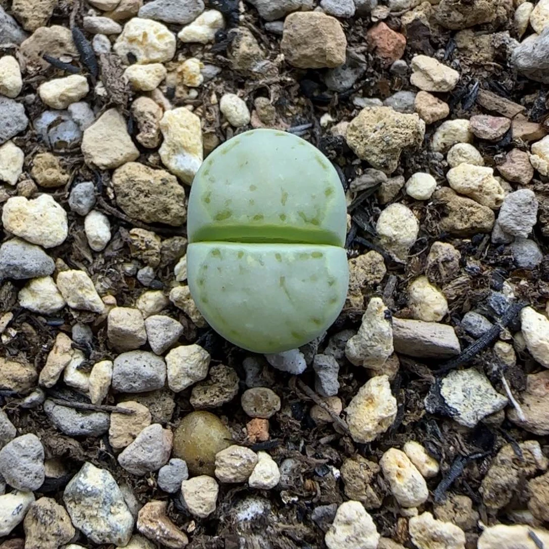 679 生石花大棚直播