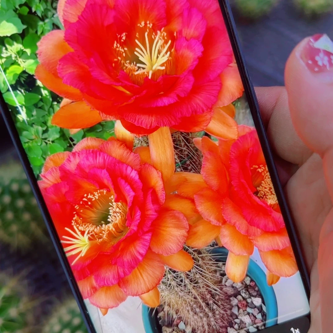 下58毛荣光歪无根侧芽5公分左右20包邮