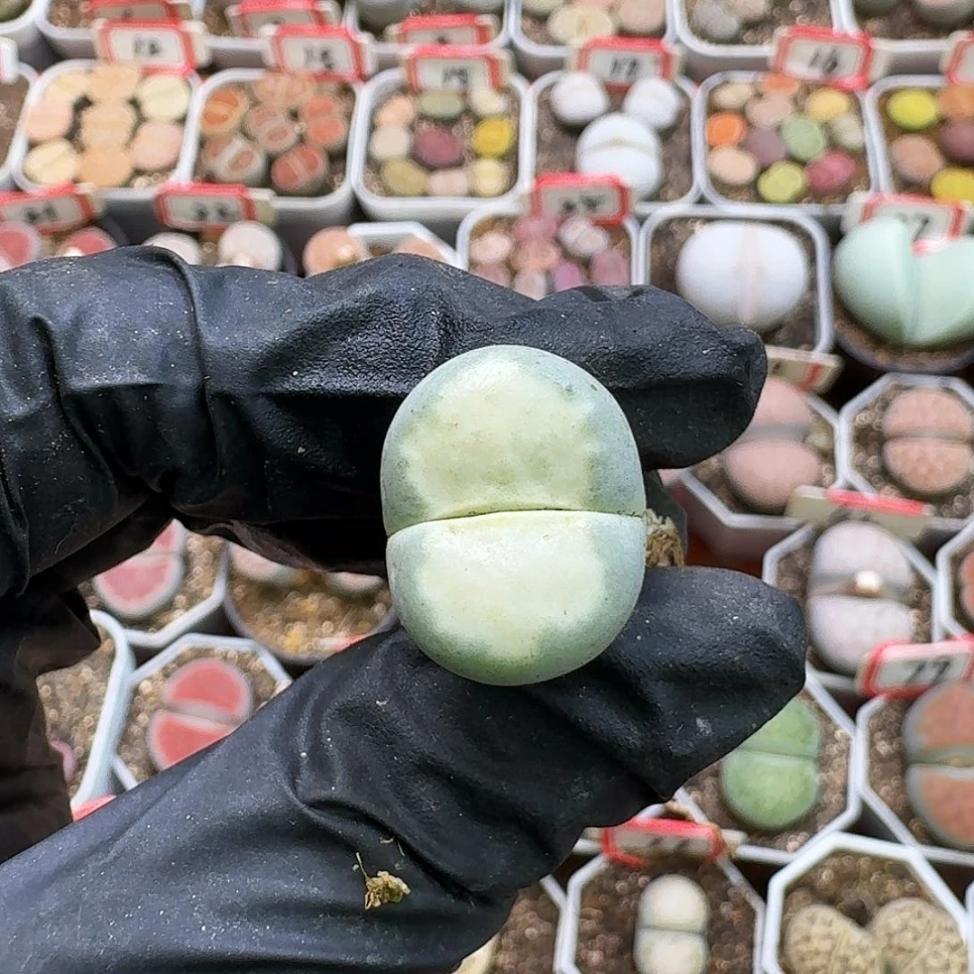 干点2/：：：。   351号