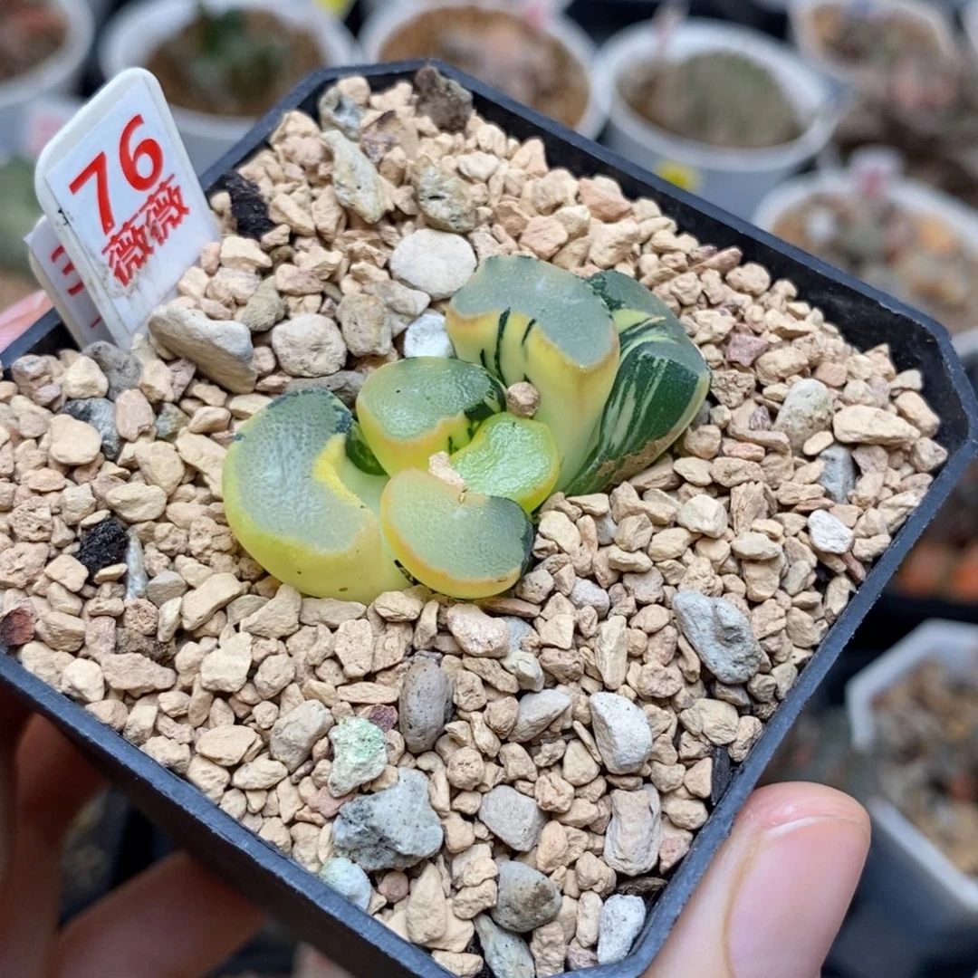 76大明湖万象多肉植物
