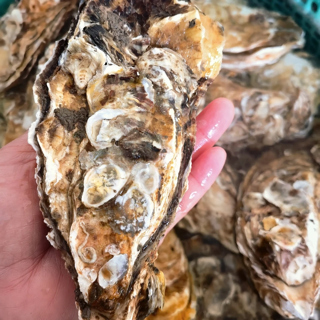 烟台本地大生蚝半斤左右2个15