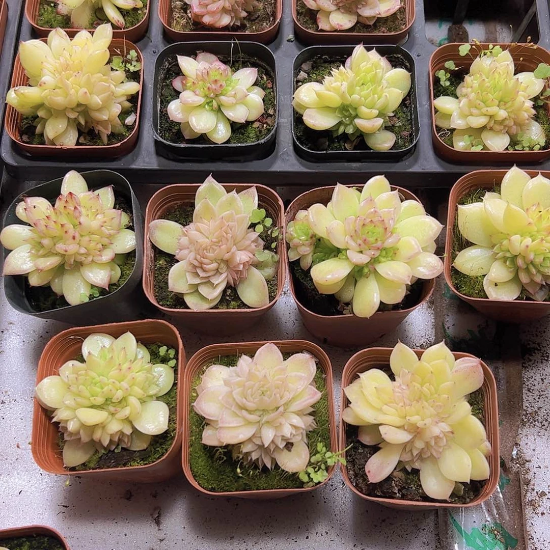 优选麦杆群6群带盆带土