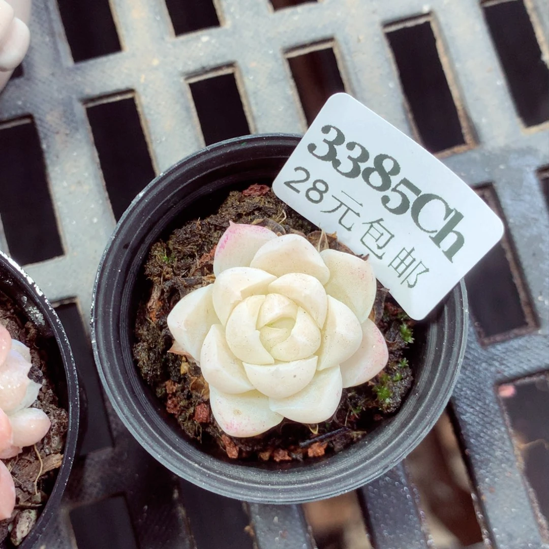 5厘米盆精控多肉3385
