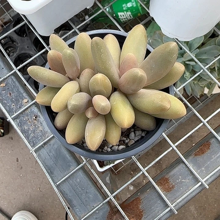 青蛙王子儿童牙膏111