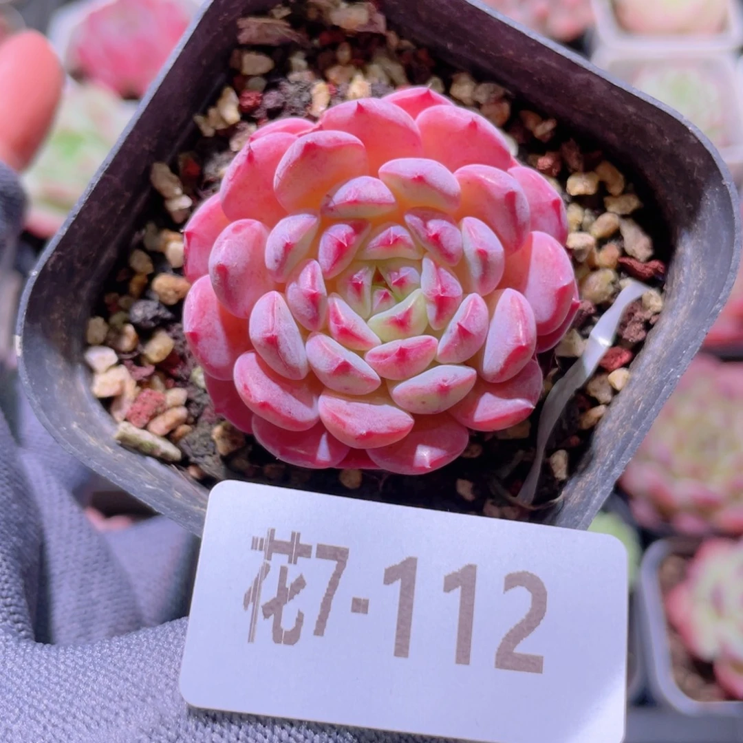 花利美 7-112哈尼
