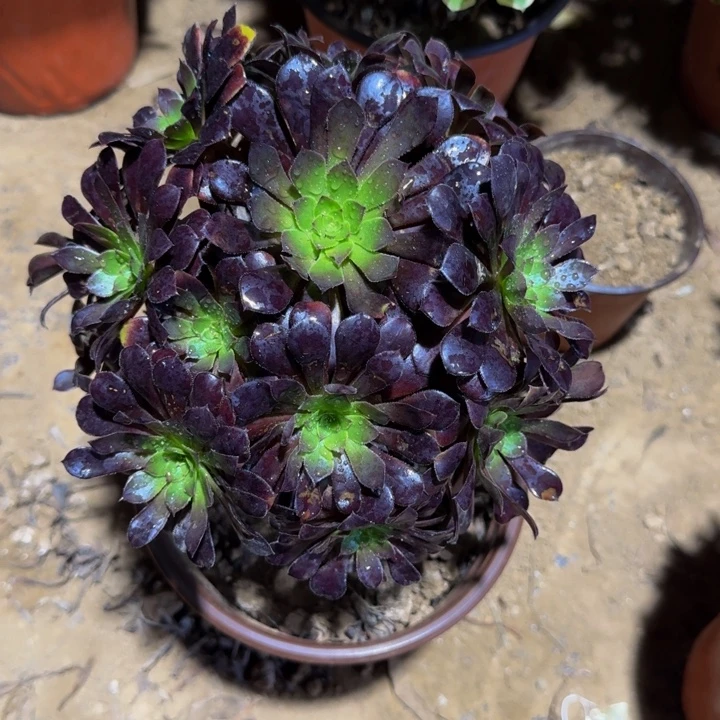 黑铜鼓掐心9.9。