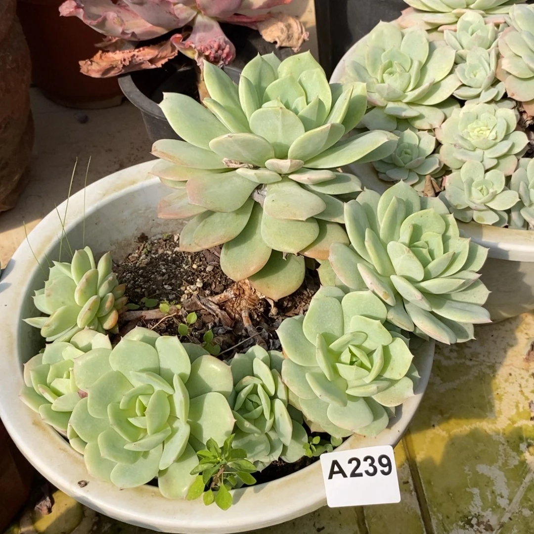 239果冻恋曲一物一拍