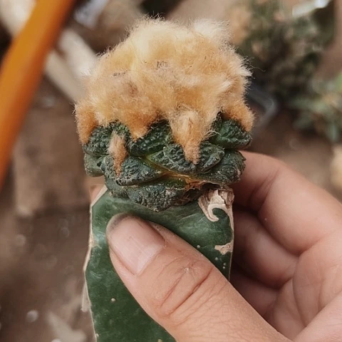 368牡丹枕木无根仙人球