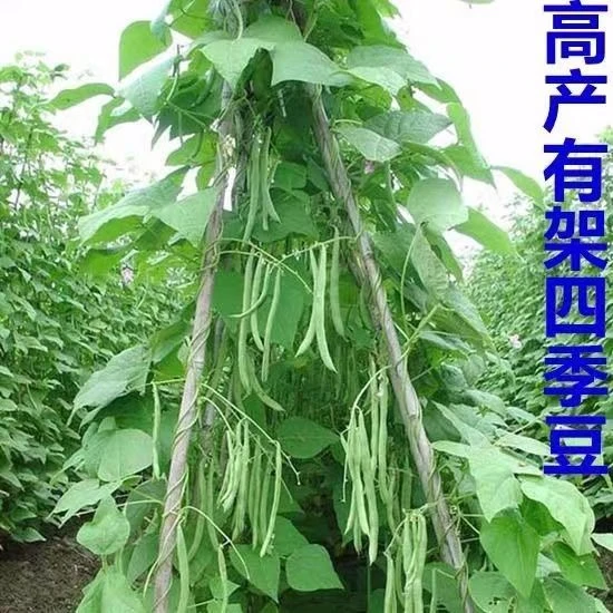蔬菜秧苗豆角苗四季豆苗长豆角苗斜豆角苗适合庭院种植