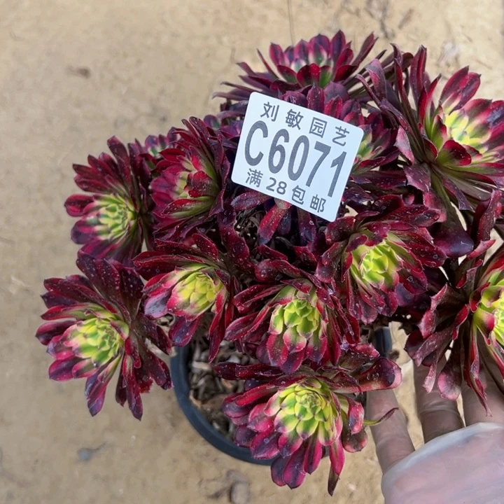 6071多肉植物法师法师